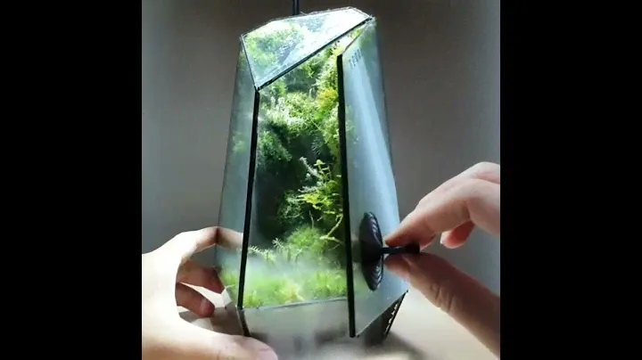 DIY Terrarium In Beautiful Closed Glass Box The Vertex Cloud Forest | Falcon Aquarium Services