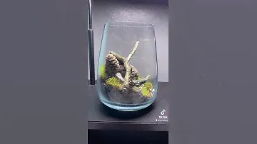 Terrarium DIY In Beautiful Closed Glass Box The Vertex Forest @koryaqua | Falcon Aquarium Services